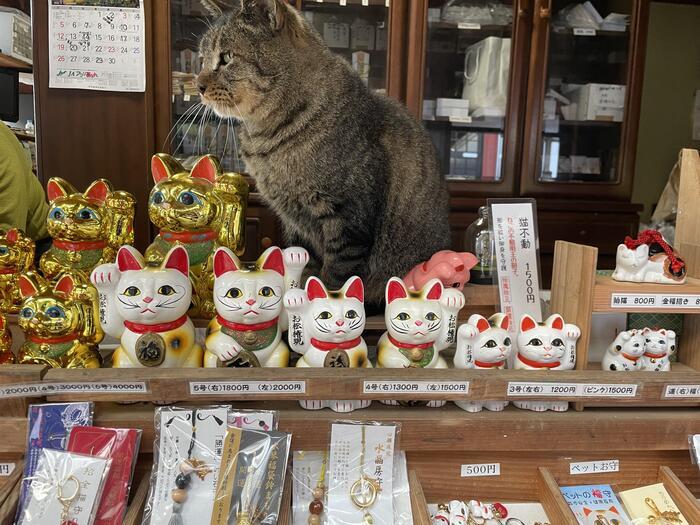 【徳島】猫神様に合格祈願！？「お松大権現」は猫好き必訪のパワースポット