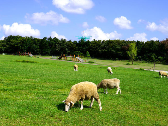 【千葉】マザー牧場で自然や動物とふれあう！～マザーファームツアーDXの全貌公開も～