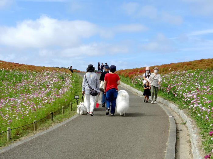 国営ひたち海浜公園の完全ガイド～ネモフィラ・コキア以外の魅力もたっぷり紹介～