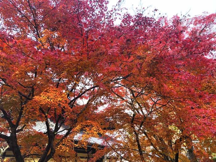 紅葉に食べられそう...秋の京都「南禅寺」と「永観堂」は素晴らしかった！