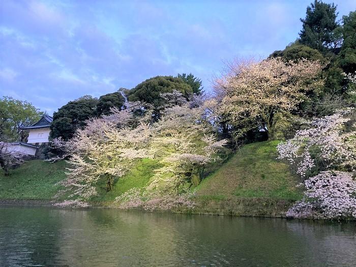 【千代田区】さくらまつりが4年ぶりに開催！千鳥ヶ淵緑道～ボート上から桜を愛でる