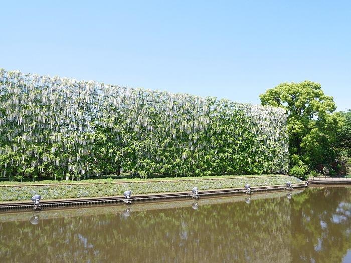 【栃木】350本以上の藤が咲き誇る花の楽園！GWに行きたい「あしかがフラワーパーク」