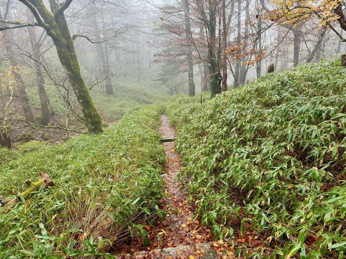 【日本百名山】24座目は大台ヶ原山を周回するはずが...（奈良県・三重県）