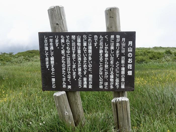 【山形】月山八合目・弥陀ヶ原湿原の歩き方