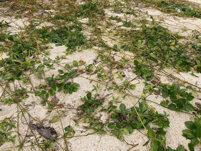 浜歩きのすすめ　徳之島の喜念浜ビーチで漂着物を見つけよう♪