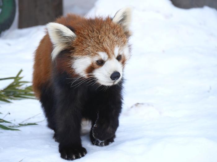 【北海道】冬季目玉イベント「雪の中のペンギンの散歩」！旭山動物園で銀世界の動物たちを楽しもう！