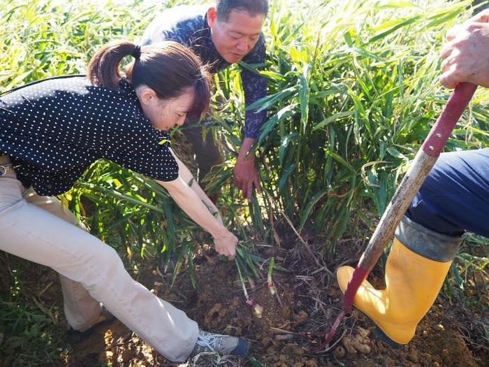 徳之島・伊仙町で人生初のジャガイモ植え付け体験と生姜収穫体験