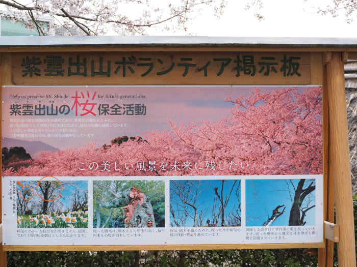 瀬戸内海を代表する絶景カフェと桜や紫陽花が素敵な「紫雲出山」