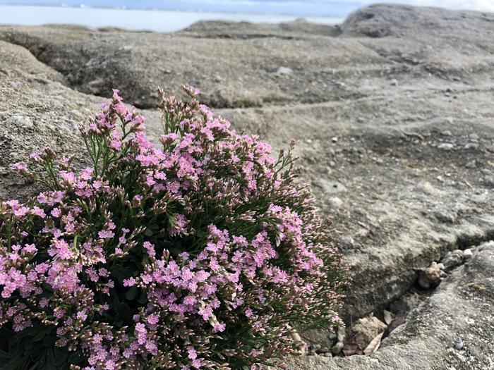 なぜ世界自然遺産の島？魅力いっぱいの奄美群島・徳之島