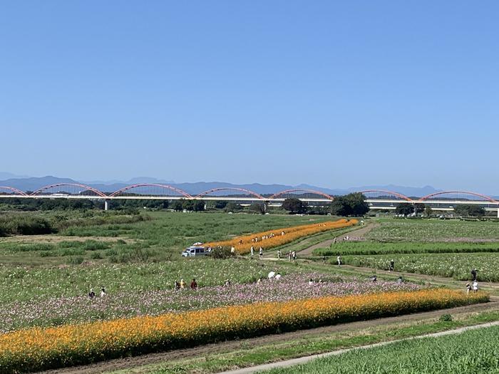 【埼玉県鴻巣市】川沿いに広がるコスモスが真っ盛り！爽快な秋風と突き抜ける風景～荒川河川敷～