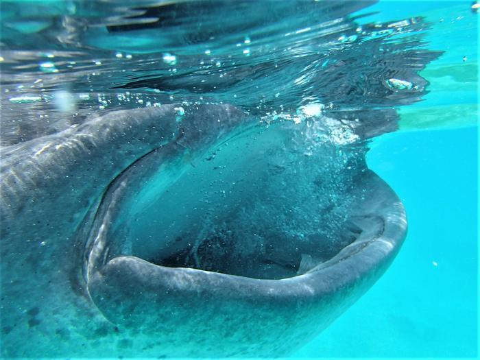 ダイバー憧れのジンベエザメと一緒に泳げる！セブ島・オスロブのジンベエザメツアー！！