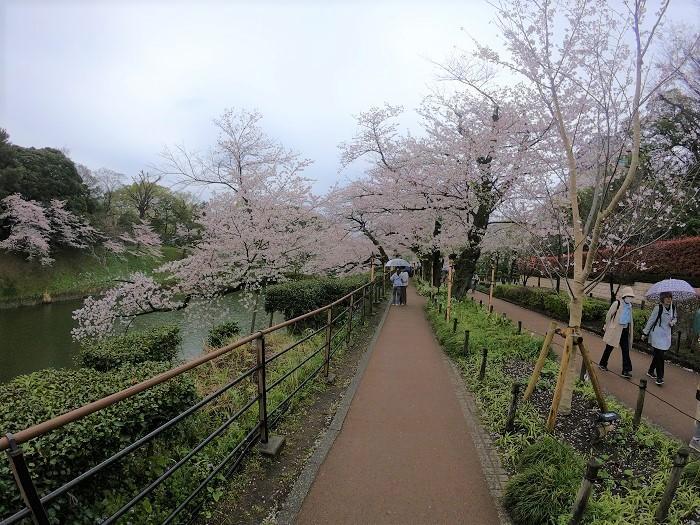 【千代田区】さくらまつりが4年ぶりに開催！千鳥ヶ淵緑道～ボート上から桜を愛でる