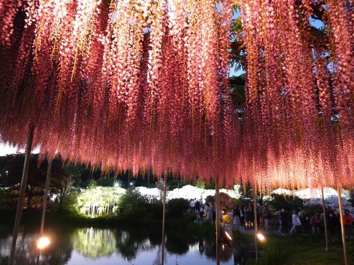 【栃木】樹齢約160年の大藤のライトアップがすごい！藤の楽園「あしかがフラワーパーク」の幻想的な夜の光景