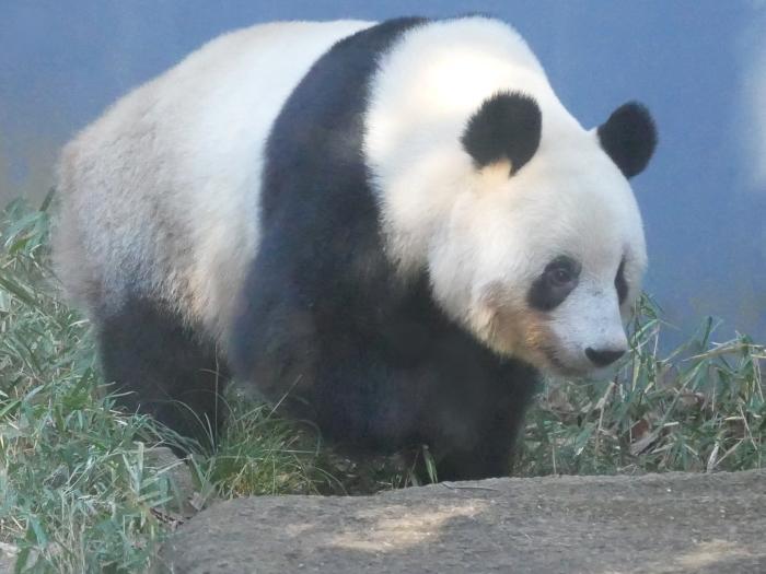 【東京】双子の赤ちゃんパンダ公開！上野動物園でシャオシャオとレイレイに会ってきました