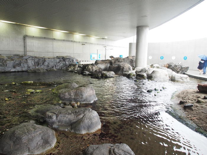 葛西臨海水族園の見どころを徹底レポート！観覧車など周辺情報も！