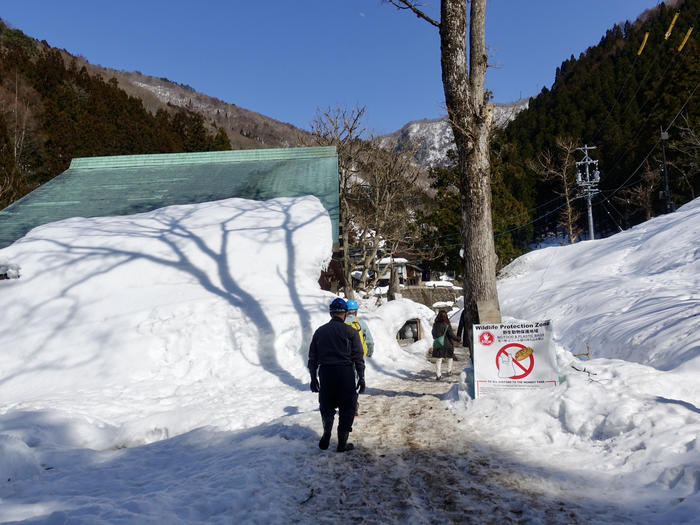 【長野】世界でここだけ！ニホンザルが温泉に入る地獄谷野猿公苑