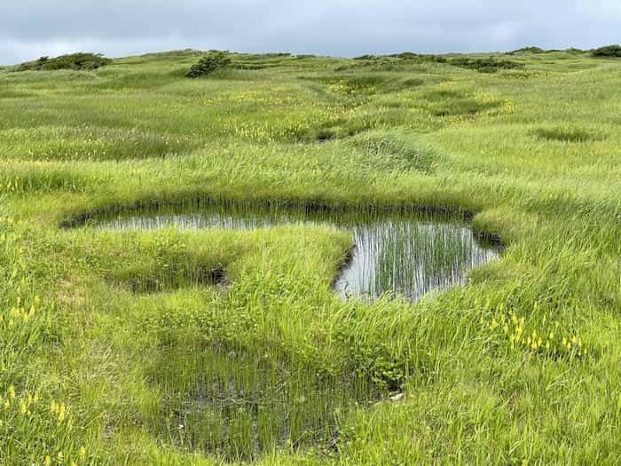 【山形】月山八合目・弥陀ヶ原湿原の歩き方