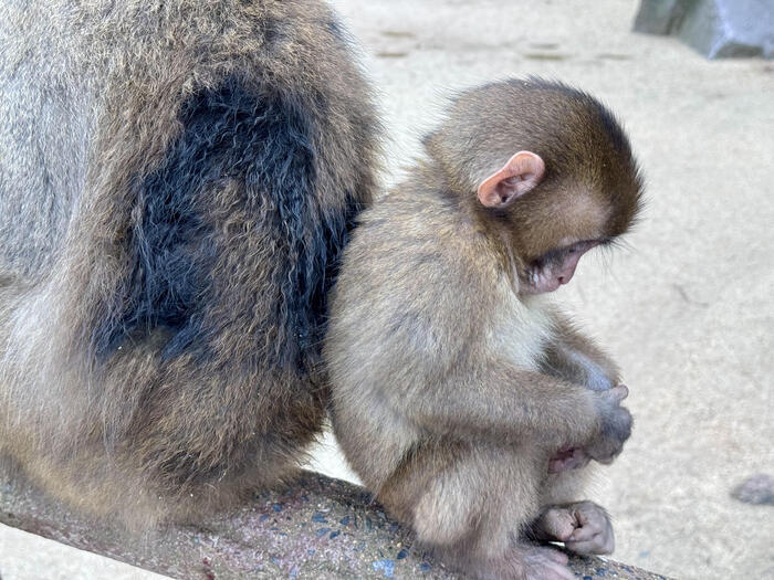 【大分】おサルさんの聖地でこんにちは！高崎山自然動物園