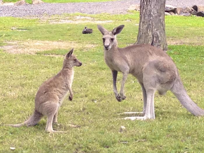 世界の動物に癒される・・・