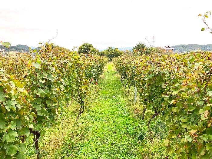 【東京・あきる野】自然豊かな土地で熱い思いをカタチにしている人たち