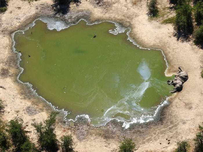 死因不明の「ゾウの大量死」、水飲み場に大量発生したシアノバクテリアが原因と発表（ボツワナ）