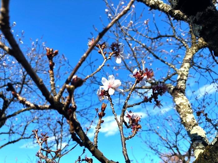 【群馬・藤岡市】桜山公園で森林空間を楽しむセラピー・トレイル体験モニターツアー