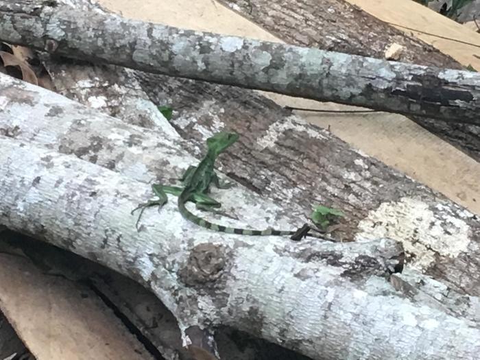 生物の楽園コスタリカとガラパゴスへ行ってきました！