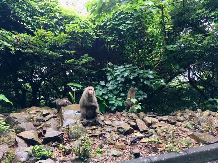 やっぱりすごい！神秘の世界遺産「屋久島」探訪の旅♪観光・ホテル・グルメをご紹介！