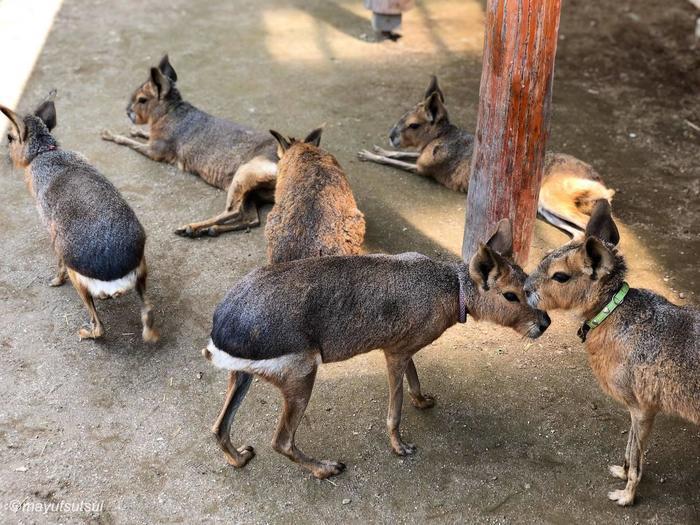 【千葉県／富津市】マザー牧場完全ガイド！見どころ・アクセス・お土産・グルメすべて紹介します