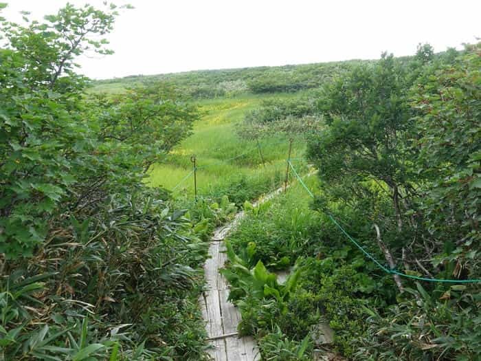 【山形】月山八合目・弥陀ヶ原湿原の歩き方