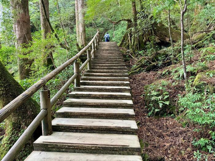 【鹿児島】ヤクスギランドは誰でも気軽に行ける自然植物園