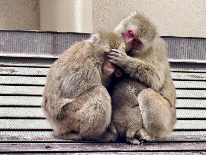 【大分】おサルさんの聖地でこんにちは！高崎山自然動物園