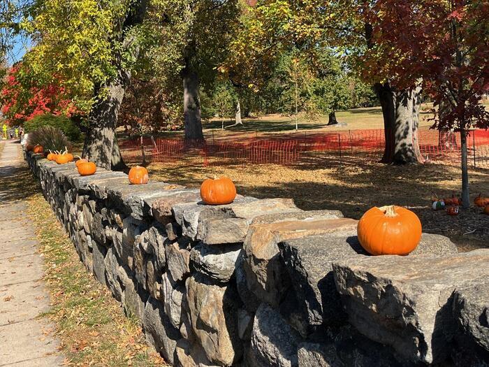 ハロウィンシーズンのアメリカは町中にかぼちゃがいっぱい！