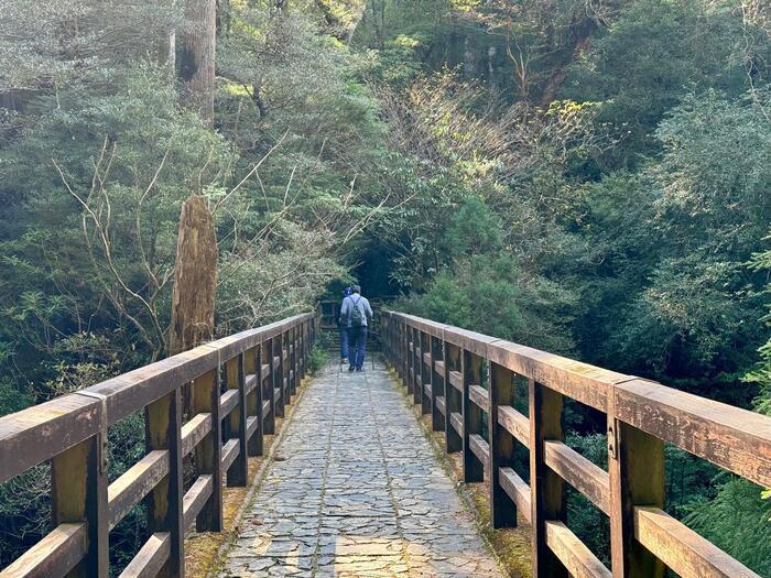 【鹿児島】ヤクスギランドは誰でも気軽に行ける自然植物園