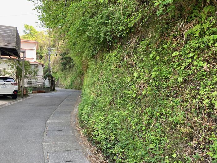 【鎌倉】地元民が教える大船〜北鎌倉のマニアックおさんぽ道