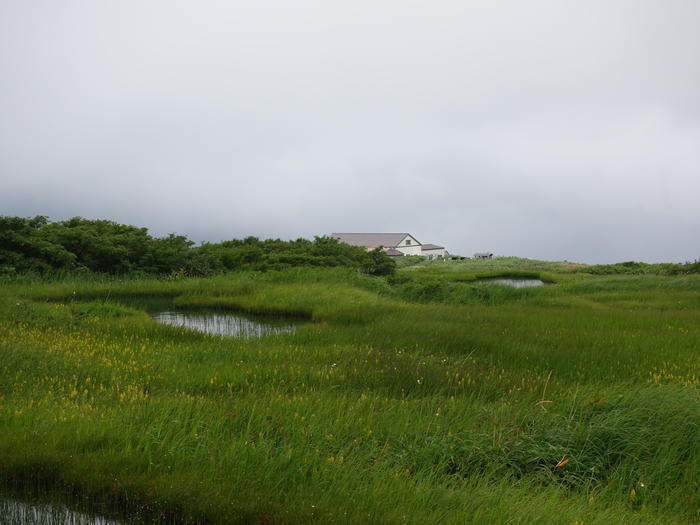 【山形】月山八合目・弥陀ヶ原湿原の歩き方