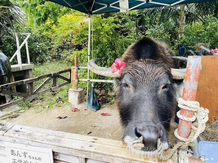 由布島「水牛に乗って島渡り!?由布島を水牛に揺られて散策しよう!!」