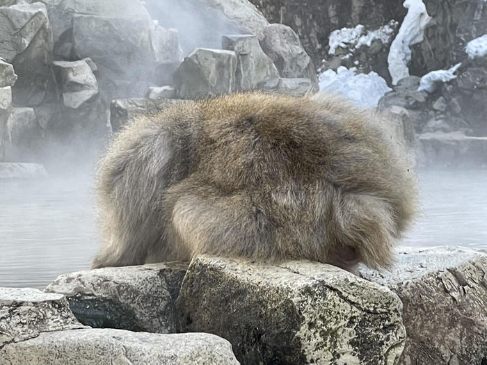 【長野】世界でここだけ！ニホンザルが温泉に入る地獄谷野猿公苑