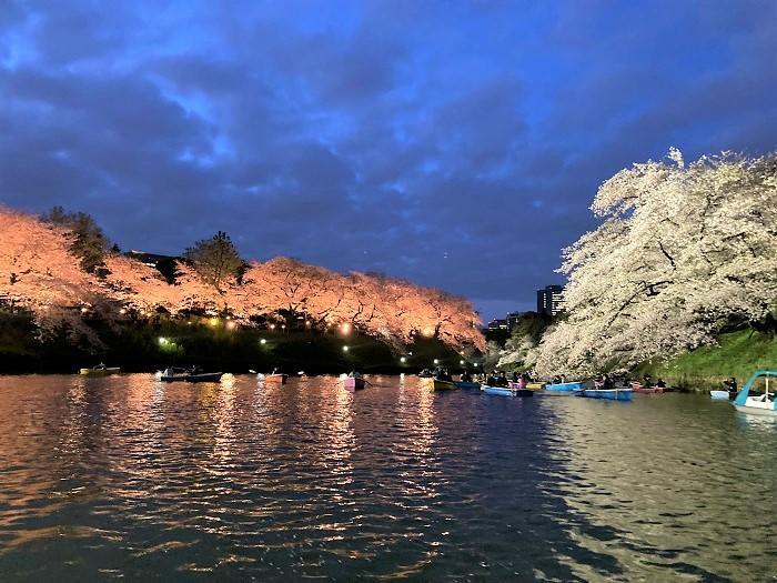 【千代田区】さくらまつりが4年ぶりに開催！千鳥ヶ淵緑道～ボート上から桜を愛でる