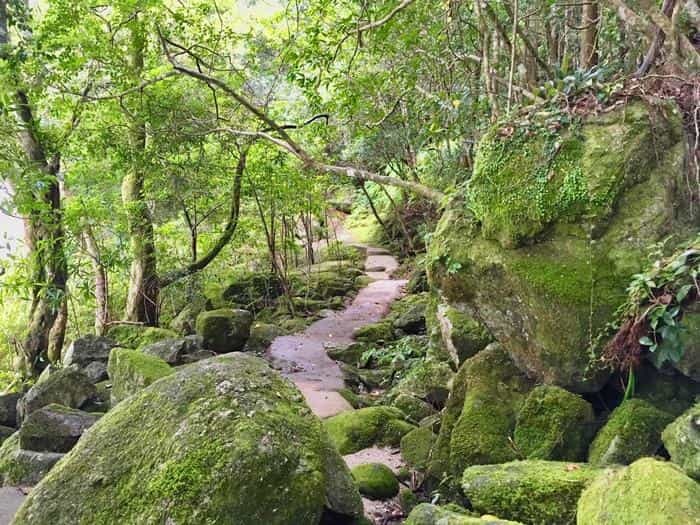 やっぱりすごい！神秘の世界遺産「屋久島」探訪の旅♪観光・ホテル・グルメをご紹介！