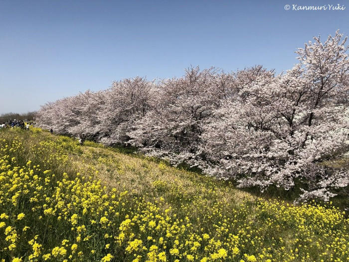 晴れの町、熊谷の国宝と桜の名所