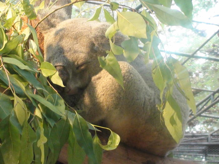 タイ・チェンマイ動物園でたくさんの動物と触れ合おう！