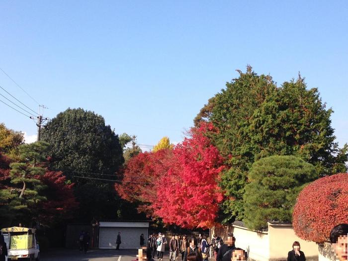 京都　東福寺の紅葉は、やはり圧倒的に美しかった。