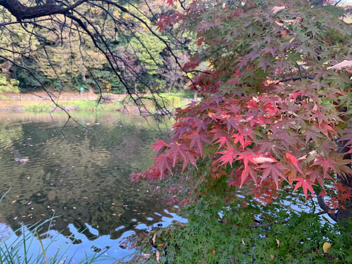 【千葉県市川市】東京のお隣、市川市で気軽に紅葉が楽しめる名所3選