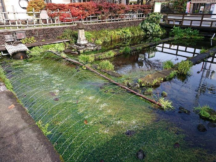 【静岡県】箱根西麓三島野菜を富士山を望む絶景の中で食べてきた