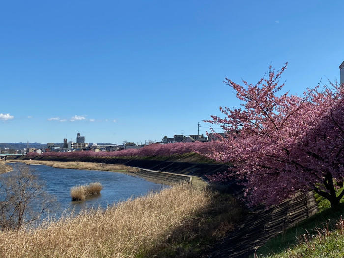 【愛知県】知る人ぞ知る四季の折々のお花見スポットをご紹介