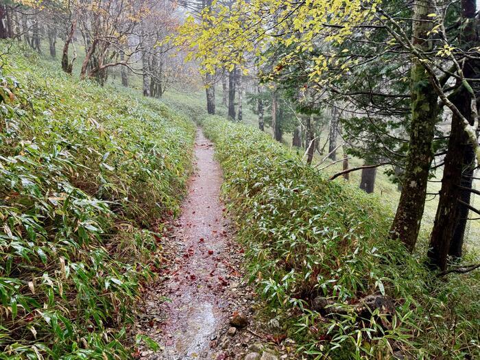 【日本百名山】24座目は大台ヶ原山を周回するはずが...（奈良県・三重県）