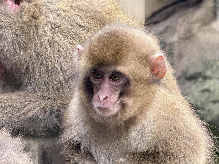 【大分】おサルさんの聖地でこんにちは！高崎山自然動物園