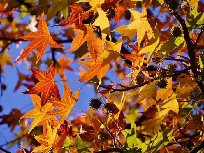 劇的な紅色に染まる葉と花、空。 晩秋・初冬は葛飾区水元公園に行こう！