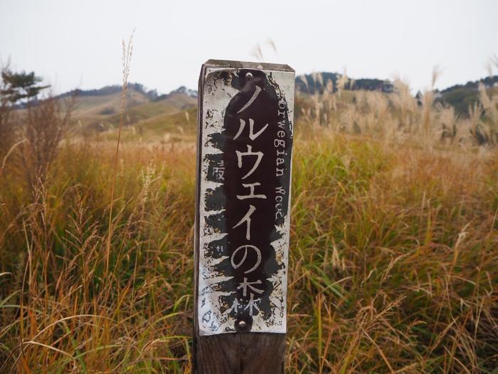 【兵庫県】砥峰（とのみね）高原へ黄金に煌めく「すすき」を見に行ってきました。